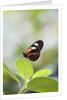 Postman Butterfly Sitting on Leaf by Anonymous