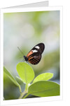 Postman Butterfly Sitting on Leaf by Anonymous