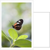 Postman Butterfly Sitting on Leaf by Anonymous