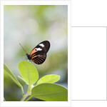 Postman Butterfly Sitting on Leaf by Anonymous
