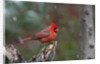 Cardinal, State Bird of North Carolina by Anonymous