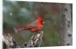 Cardinal, State Bird of North Carolina by Anonymous