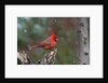 Cardinal, State Bird of North Carolina by Anonymous