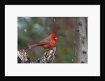 Cardinal, State Bird of North Carolina by Anonymous