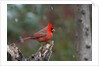 Cardinal, State Bird of North Carolina by Anonymous