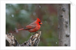 Cardinal, State Bird of North Carolina by Anonymous