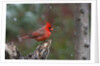 Cardinal, State Bird of North Carolina by Anonymous