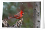 Cardinal, State Bird of North Carolina by Anonymous