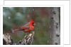 Cardinal, State Bird of North Carolina by Anonymous