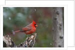 Cardinal, State Bird of North Carolina by Anonymous