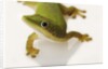 Day Gecko by Anonymous