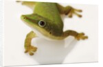 Day Gecko by Anonymous