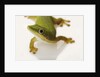 Day Gecko by Anonymous