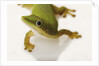 Day Gecko by Anonymous