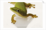 Day Gecko by Anonymous