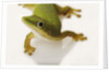 Day Gecko by Anonymous