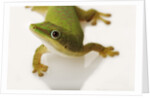 Day Gecko by Anonymous