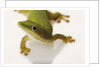 Day Gecko by Anonymous