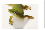 Day Gecko by Anonymous