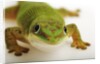 Day Gecko by Anonymous