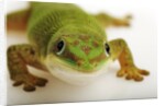 Day Gecko by Anonymous