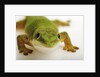 Day Gecko by Anonymous