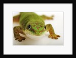 Day Gecko by Anonymous