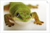 Day Gecko by Anonymous