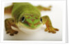 Day Gecko by Anonymous