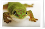 Day Gecko by Anonymous