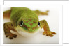 Day Gecko by Anonymous