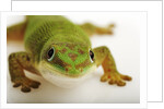 Day Gecko by Anonymous