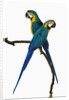 Blue-and-Gold Macaws by Anonymous