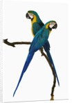 Blue-and-Gold Macaws by Anonymous