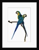 Blue-and-Gold Macaws by Anonymous
