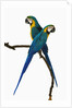 Blue-and-Gold Macaws by Anonymous