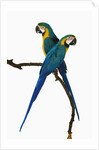 Blue-and-Gold Macaws by Anonymous