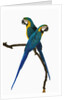 Blue-and-Gold Macaws by Anonymous