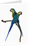 Blue-and-Gold Macaws by Anonymous