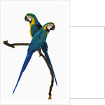 Blue-and-Gold Macaws by Anonymous
