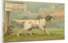 W.J. & F. Quennell Trade Card with an English Setter by Anonymous