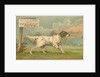 W.J. & F. Quennell Trade Card with an English Setter by Anonymous