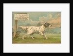 W.J. & F. Quennell Trade Card with an English Setter by Anonymous