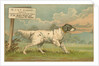 W.J. & F. Quennell Trade Card with an English Setter by Anonymous