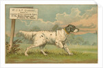 W.J. & F. Quennell Trade Card with an English Setter by Anonymous