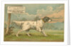 W.J. & F. Quennell Trade Card with an English Setter by Anonymous