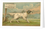 W.J. & F. Quennell Trade Card with an English Setter by Anonymous