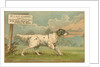 W.J. & F. Quennell Trade Card with an English Setter by Anonymous