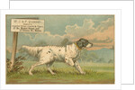 W.J. & F. Quennell Trade Card with an English Setter by Anonymous