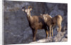 Stone Sheep Eve and Lamb on Rocky Slope by Anonymous